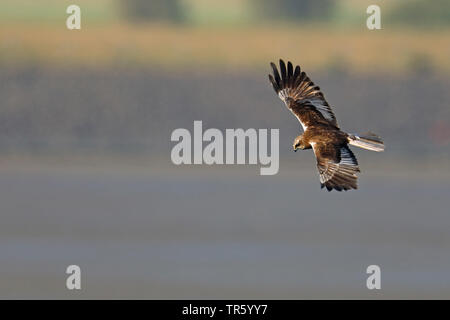 Western Marsh Harrier (Circus aeruginosus), flying maschio, Paesi Bassi, Texel, Tarifa Foto Stock