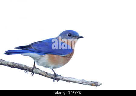 Orientale (bluebird Sialia sialis), maschio su un albero, STATI UNITI D'AMERICA, Florida, Kissimmee Foto Stock