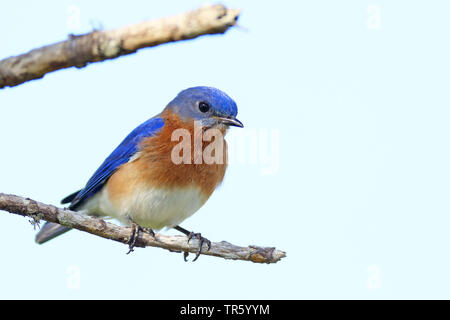 Orientale (bluebird Sialia sialis), maschio su un albero, STATI UNITI D'AMERICA, Florida, Kissimmee Foto Stock