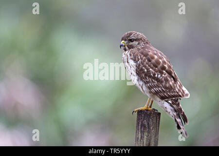 Red-hawk con spallamento (Buteo lineatus), in capretti piumaggio, seduto su un post, STATI UNITI D'AMERICA, Florida, Kissimmee Foto Stock