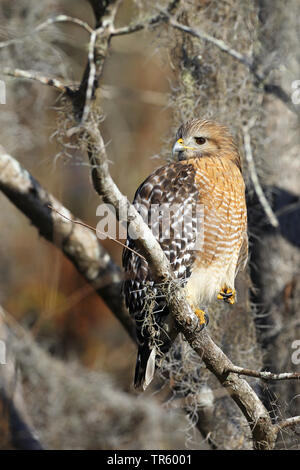 Red-hawk con spallamento (Buteo lineatus), seduto su un ramo di un albero, STATI UNITI D'AMERICA, Florida, Kissimmee Foto Stock