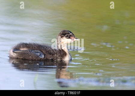 Nero-svasso collo (Podiceps nigricollis), nuoto pulcino, Paesi Bassi, Groningen Foto Stock