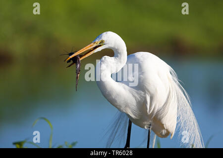 Airone bianco maggiore, Airone bianco maggiore (Egretta alba, Casmerodius Albus, Ardea alba), in piedi in acqua con un pesce nel becco, STATI UNITI D'AMERICA, Florida, Myakka Parco Nazionale Foto Stock