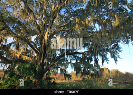 Uomo vecchio con la barba, muschio Spagnolo (Tillandsia usneoides), sul bracnhes di un albero, STATI UNITI D'AMERICA, Florida, Paynes Prairie Foto Stock