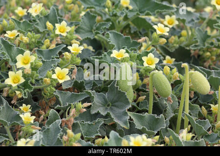 Schizzo cetriolo, Wild Squirting Cetrioli (Ecballium elaterium), con fiori e frutta, Spagna, Andalusia, La Janda Foto Stock