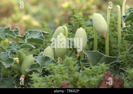 Schizzo cetriolo, Wild Squirting Cetrioli (Ecballium elaterium), frutta, Andalusia, La Janda Foto Stock