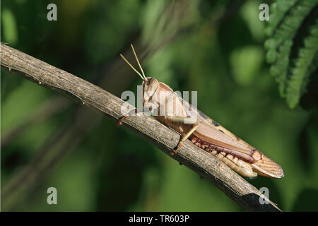 Desert locust (Schistocerca gregaria), seduto su un ramo, Spagna, Andalusia Foto Stock