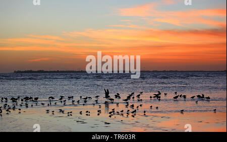 Uccelli costieri nel mare di Wadden dopo il tramonto, STATI UNITI D'AMERICA, Florida, Fort Myers Beach Foto Stock