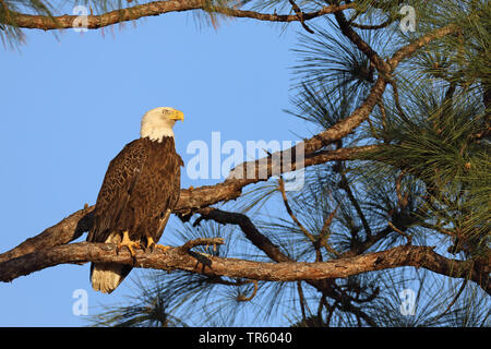 American aquila calva (Haliaeetus leucocephalus), seduto in un bosco di pini, STATI UNITI D'AMERICA, Florida, Kissimmee Foto Stock