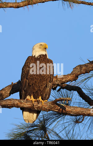 American aquila calva (Haliaeetus leucocephalus), seduto in un bosco di pini, STATI UNITI D'AMERICA, Florida, Kissimmee Foto Stock