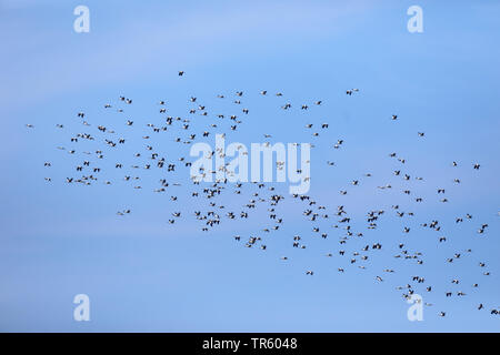 Cicogna bianca (Ciconia ciconia), grande gregge, volare in Africa, Spagna Tarifa Foto Stock