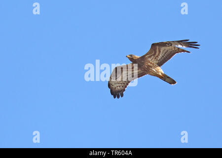 Western falco pecchiaiolo (Pernis apivorus), parapendio nel cielo, Spagna Tarifa Foto Stock