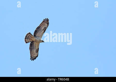 Western falco pecchiaiolo (Pernis apivorus), parapendio nel cielo, Spagna Tarifa Foto Stock