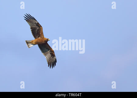 Avviato eagle (Hieraaetus pennatus), scuro morph in volo, Spagna Tarifa Foto Stock