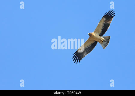 Avviato eagle (Hieraaetus pennatus), Bright morph in volo, Spagna Tarifa Foto Stock