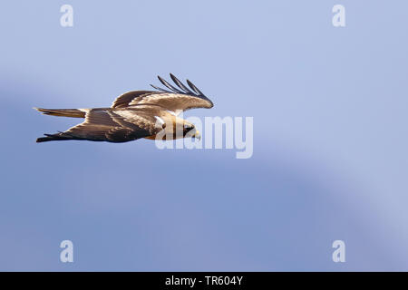 Avviato eagle (Hieraaetus pennatus), Bright morph in volo, vista laterale, Spagna Tarifa Foto Stock