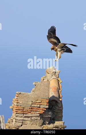 Avviato eagle (Hieraaetus pennatus), Bright morph atterraggio su una torre di cariati, vista laterale, Spagna Tarifa Foto Stock