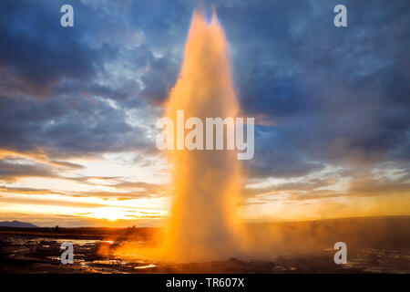 Nuvola di vapore a geysir Strokkur presso sunrise, Islanda, Sud Islanda, Haukadalur, Stokkur Foto Stock