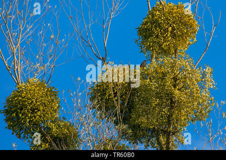 Vischio (Viscum album subsp. album, Viscum album), con frutti su un argento willow tordo bottaccio, in Germania, in Baviera Foto Stock