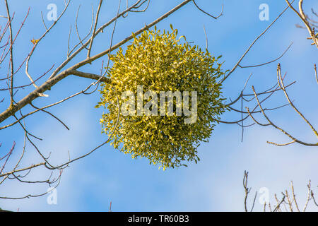 Vischio (Viscum album subsp. album, Viscum album), con frutti su un salice d'argento, in Germania, in Baviera Foto Stock