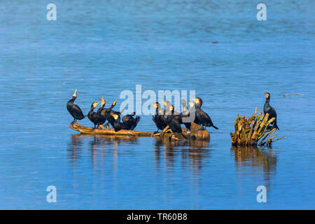 Cormorano (Phalacrocorax carbo), truppa seduta su un galleggiante in acqua tronco di albero , Germania, il Land della Baviera, il Lago Chiemsee Foto Stock