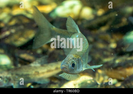 Comune alborella Alborella (Alburnus alburnus), piscina, vista frontale, Germania Foto Stock