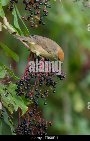 Giardino trillo (Sylvia borin), mangiare bacche di sambuco, in Germania, in Baviera Foto Stock