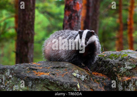 Il vecchio mondo badger, Eurasian badger (Meles meles), in piedi su una roccia nella foresta, Repubblica Ceca, Hlinsko Foto Stock