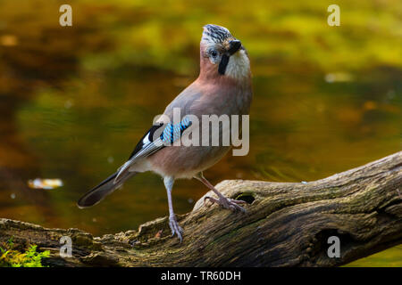 Jay (Garrulus glandarius), in piedi sul legno morto all'acqua, Svizzera, Sankt Gallen Foto Stock