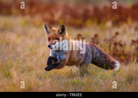 Red Fox (Vulpes vulpes vulpes), in esecuzione in un prato e foraggio, Repubblica Ceca, Hlinsko Foto Stock