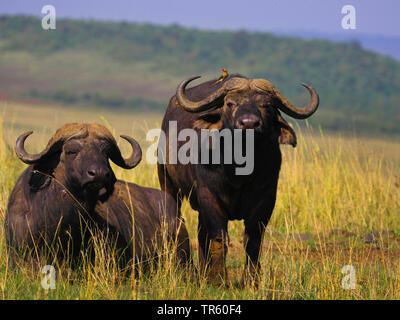 African buffalo (Syncerus caffer), due bufali africani in un prato, Kenia Masai Mara National Park Foto Stock