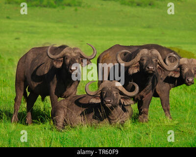 African buffalo (Syncerus caffer), quattro bufali africani in un prato, Kenia Masai Mara National Park Foto Stock