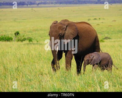 Elefante africano (Loxodonta africana), mucca elefante con vitello nella savana, vista laterale, Kenia Masai Mara National Park Foto Stock