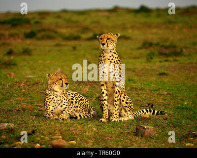 Ghepardo (Acinonyx jubatus), due ghepardi in un prato, Kenia Masai Mara National Park Foto Stock