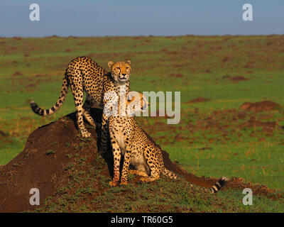 Ghepardo (Acinonyx jubatus), due ghepardi su un cumulo di terra il peering, Kenia Masai Mara National Park Foto Stock