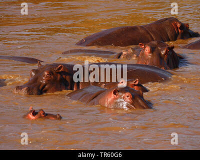 Ippopotamo, ippopotami, comune ippopotamo (Hippopotamus amphibius), ippopotami in appoggio in acqua, Kenia Masai Mara National Park Foto Stock