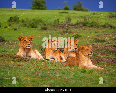 Lion (Panthera leo), quattro leonesse appoggiato insieme in un prato, Kenia Masai Mara National Park Foto Stock