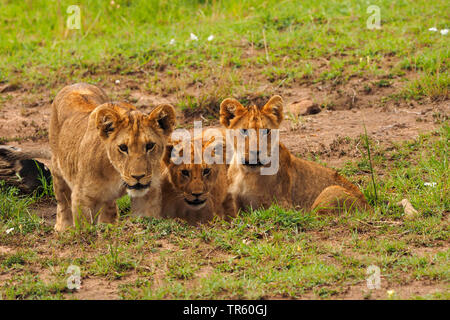 Lion (Panthera leo), tre cuccioli di leone in un prato, Kenia Masai Mara National Park Foto Stock