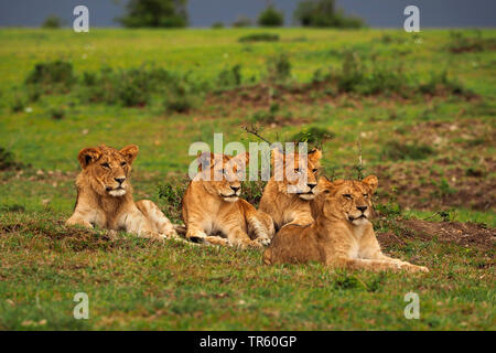 Lion (Panthera leo), quattro leonesse appoggiato insieme in un prato, Kenia Masai Mara National Park Foto Stock