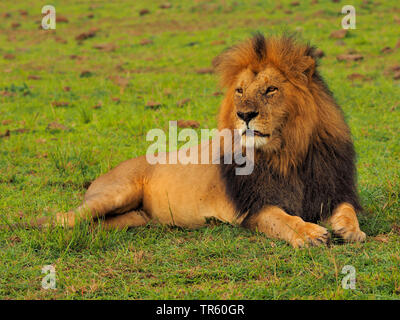 Lion (Panthera leo), maschio lion in appoggio in una maedow, Kenia Masai Mara National Park Foto Stock