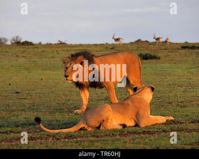 Lion (Panthera leo), coppia in un prato nella stagione degli amori, Kenia Masai Mara National Park Foto Stock