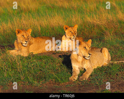 Lion (Panthera leo), tre cuccioli di leone in un prato, Kenia Masai Mara National Park Foto Stock