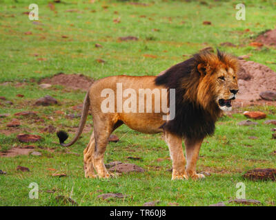 Lion (Panthera leo), maschio lion in piedi in un prato, vista laterale, Kenia Masai Mara National Park Foto Stock