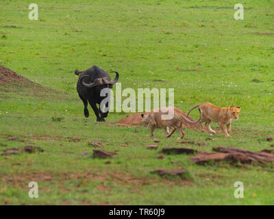 Lion (Panthera leo), i Lions stalking un africano buffalo, Kenia Masai Mara National Park Foto Stock
