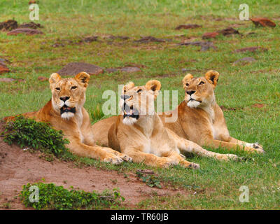 Lion (Panthera leo), tre leonesse appoggiato insieme in un prato, Kenia Masai Mara National Park Foto Stock