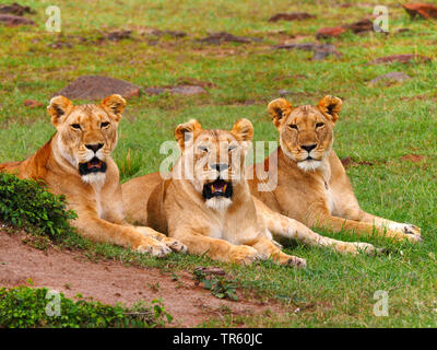 Lion (Panthera leo), tre leonesse appoggiato insieme in un prato, Kenia Masai Mara National Park Foto Stock