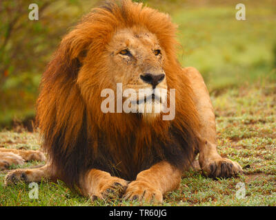 Lion (Panthera leo), maschio lion in appoggio in una maedow, Kenia Masai Mara National Park Foto Stock