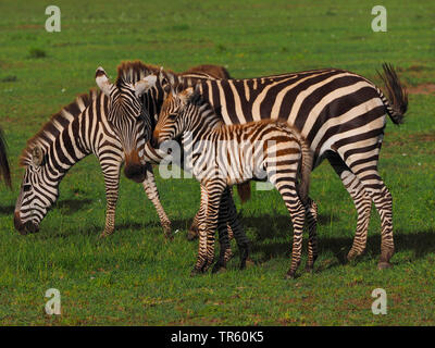 Boehm's zebra, Grant's zebra (Equus quagga boehmi, Equus quagga granti), zebra mare con puledro su un prato, vista laterale, Kenia Masai Mara National Park Foto Stock