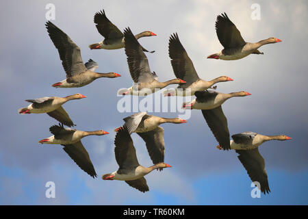 Graylag goose (Anser anser), gruppo in volo, Germania Foto Stock