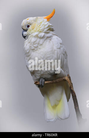 Zolfo-crested cockatoo (Cacatua galerita), seduto su un ramo, Australia Foto Stock